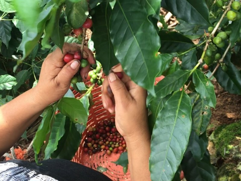 Chiapas, primer lugar en producción de café