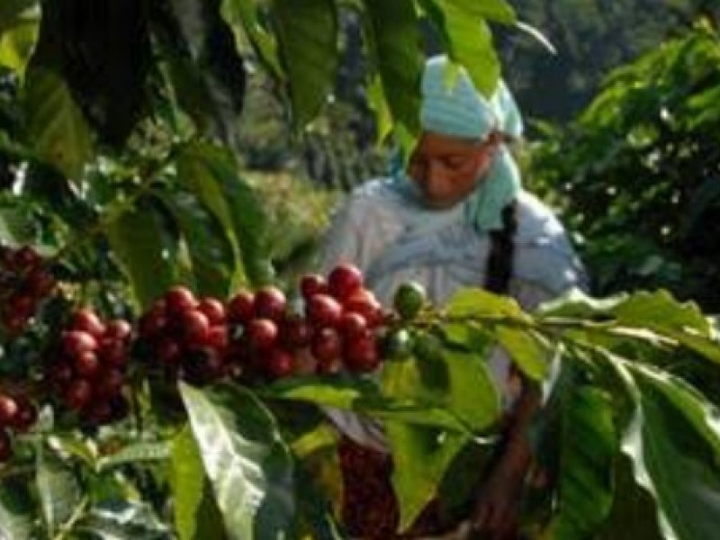 Chiapas principal productor de café de calidad