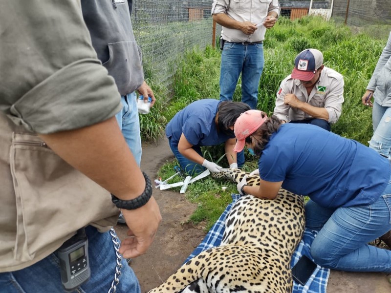 Chiapas recibirá a felinos rescatados por maltrato animal