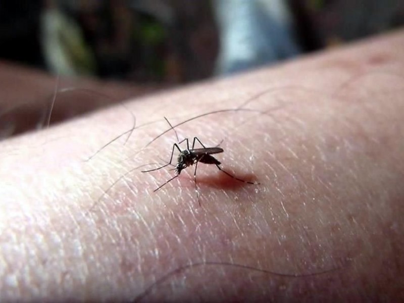 Chiapas reporta 800 probables casos de dengue