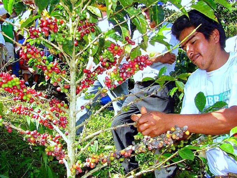 Chiapas repunta en producción del campo