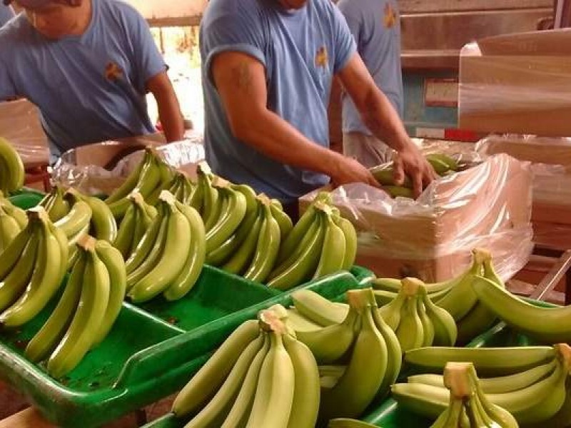 Chiapas se destaca en producción de frutas tropicales