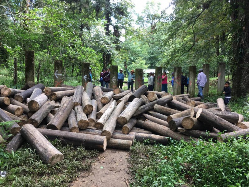 Chiapas sufre reducción de superficie forestal