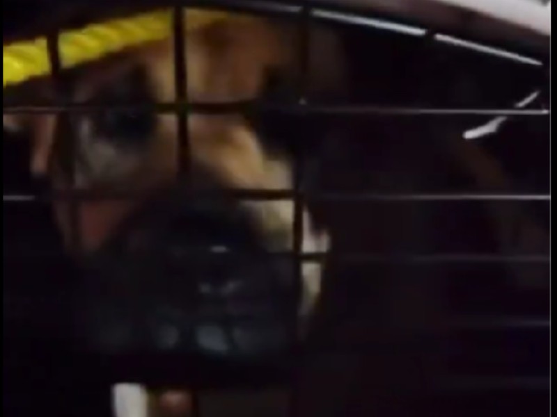 Chignahuapan niega desaparición de perros, activistas exigen aparición de 4 más