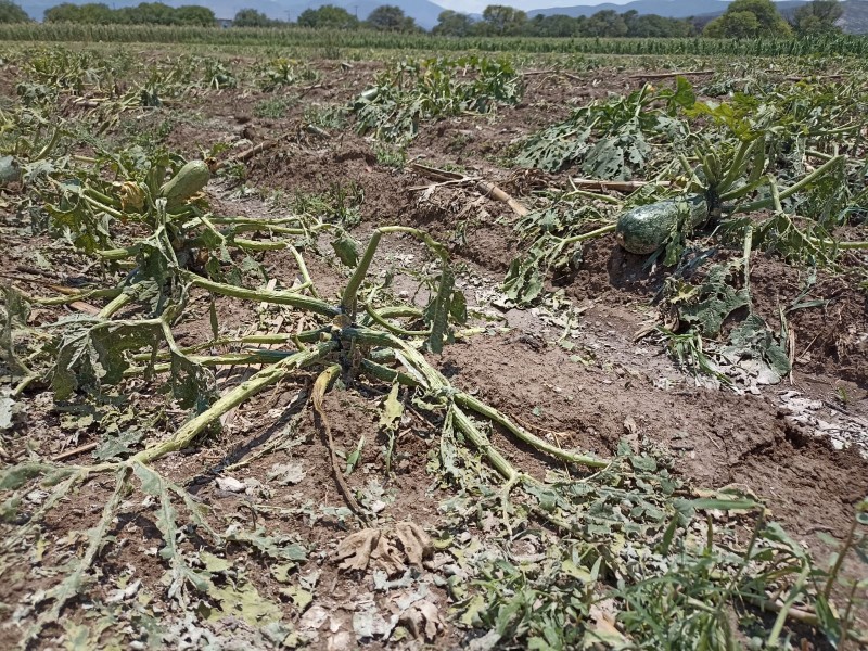 Chilac: Hasta 100 mil pesos en pérdidas por productor