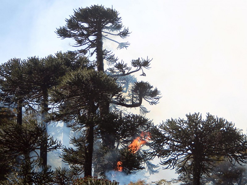 Chile mantiene la alerta roja por ocho incendios forestales