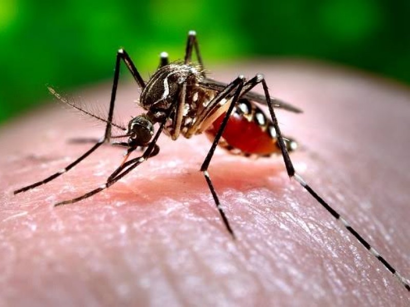 Chilpancingo el municipio con más casos de dengue en Guerrero