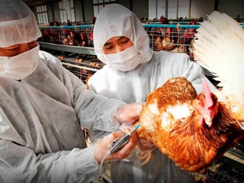 China confirma nuevo caso de gripe aviar en humanos