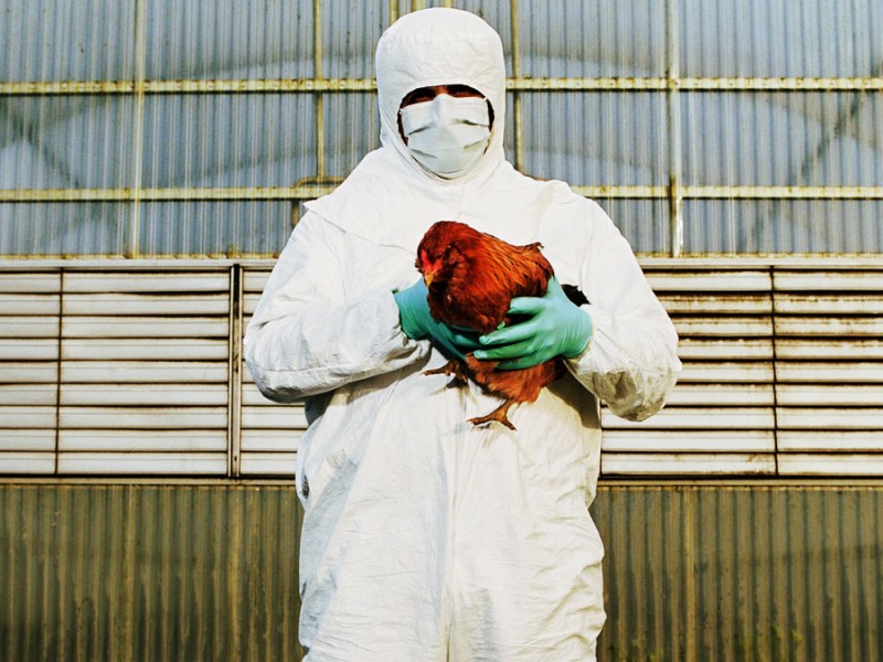 China confirma primer caso de gripe aviar H3N8