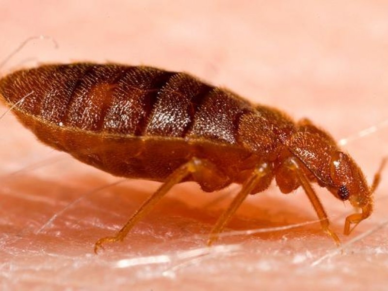 Chinches invaden escuela preparatoria en León, Guanajuato