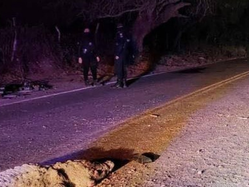 Atropellan cocodrilo y chocan contra árbol, hay tres muertos