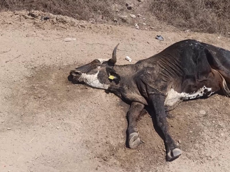 Choix: Ganado empieza a morir por la falta de agua