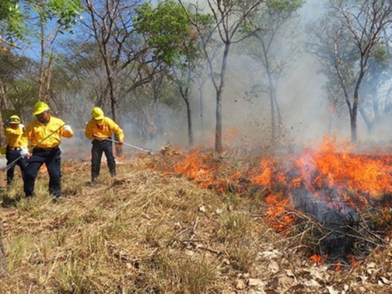 Choix y El Fuerte, con más incendios forestales en Sinaloa