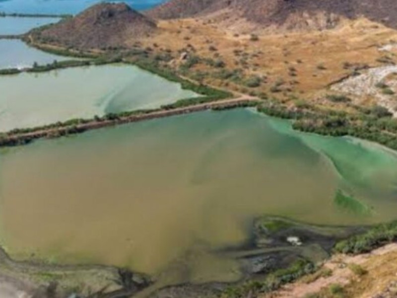 CIAD aplica humedales flotantes para descontaminar La Salada