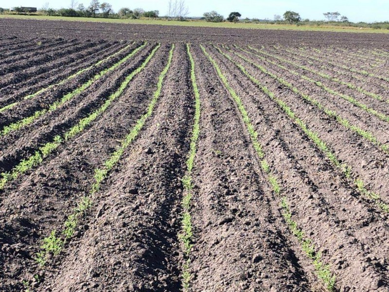 Ciclo agrícola en el mayo será del 80%