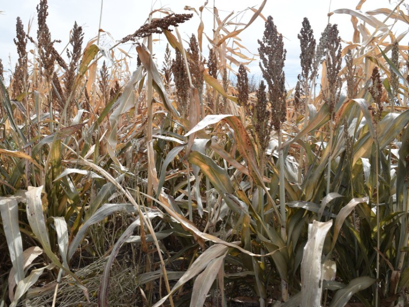 Ciclo agrícola en la Laguna será un 