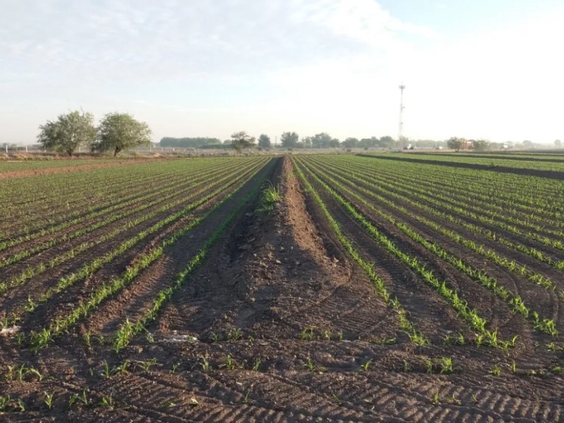 Ciclo agrícola está en riesgo por déficit de lluvias