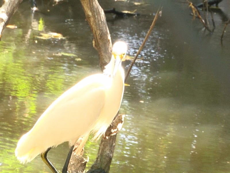 Cientas de aves migratorias comienzan arribo a Ixtapa-Zihuatanejo