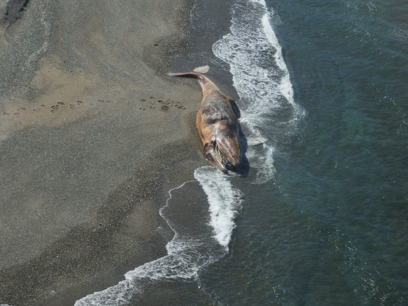 Científicos buscan elevar el estatus de protección de la ballena gris