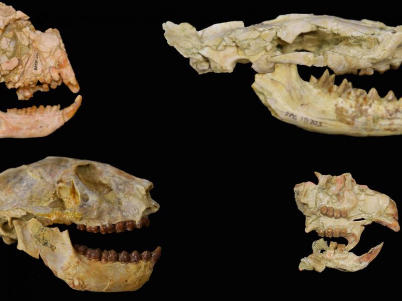 Científicos logran identificar causa de extinción masiva de especies africanas