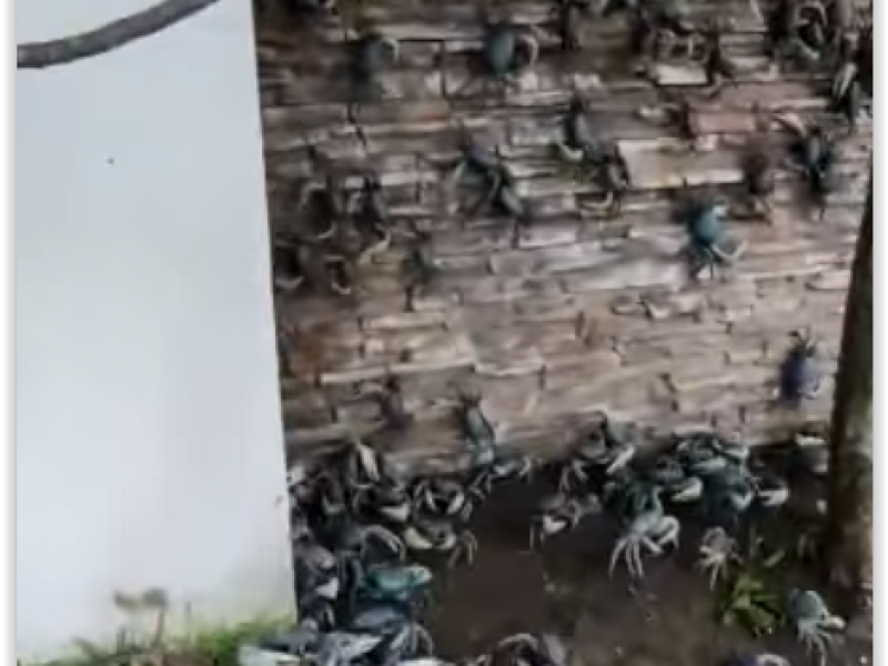 Cientos de cangrejos invaden Alvarado
