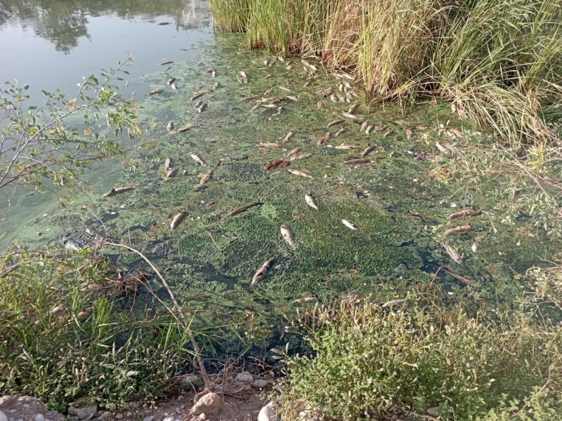 Cientos de peces muertos en Guichicovi por fuga de amoniaco