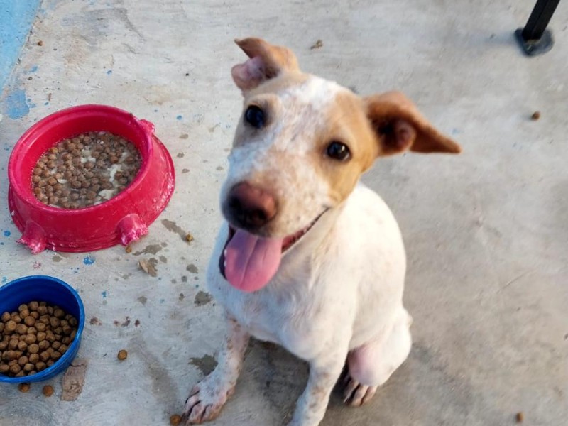 Cierra Ecología con récord en vacunaciones y esterilizaciones caninas y felinas