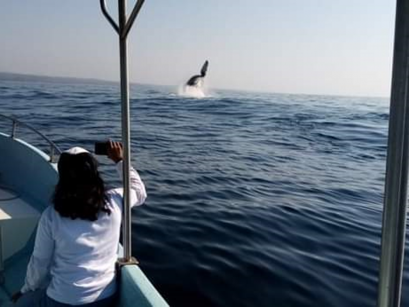 Cierra Oaxaca temporada de avistamiento de ballenas con excelentes resultados