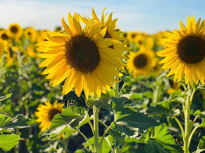 Cierran campo de girasoles en Mocorito