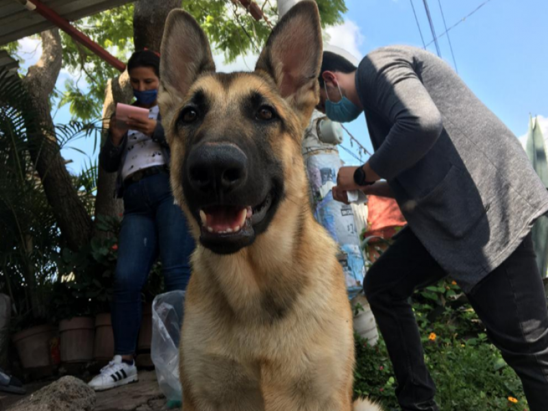 Cierran filas contra la sobrepoblación canina y felina en Zamora