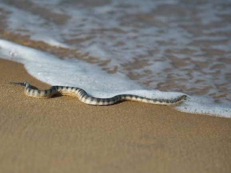 Cierran playa de Guayabitos por presencia de serpientes marinas