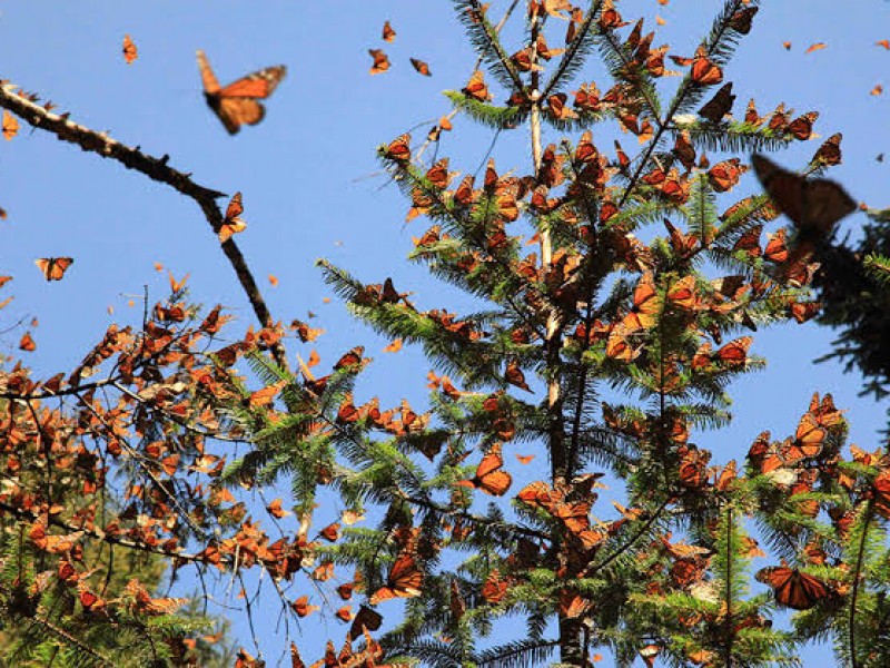 Cierran santuario de mariposa monarca por contingencia