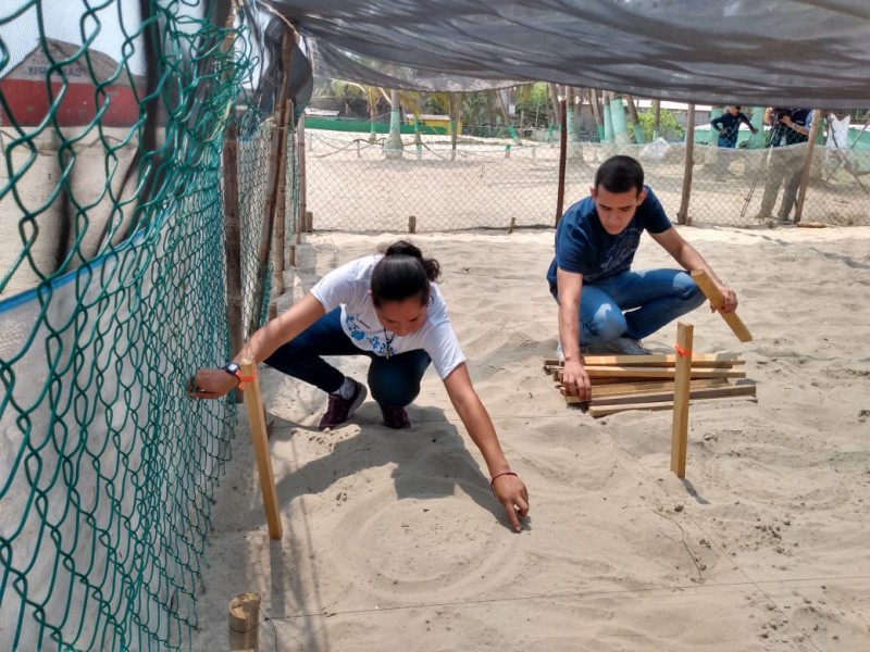 Cierre de playas, beneficia temporada de tortugas