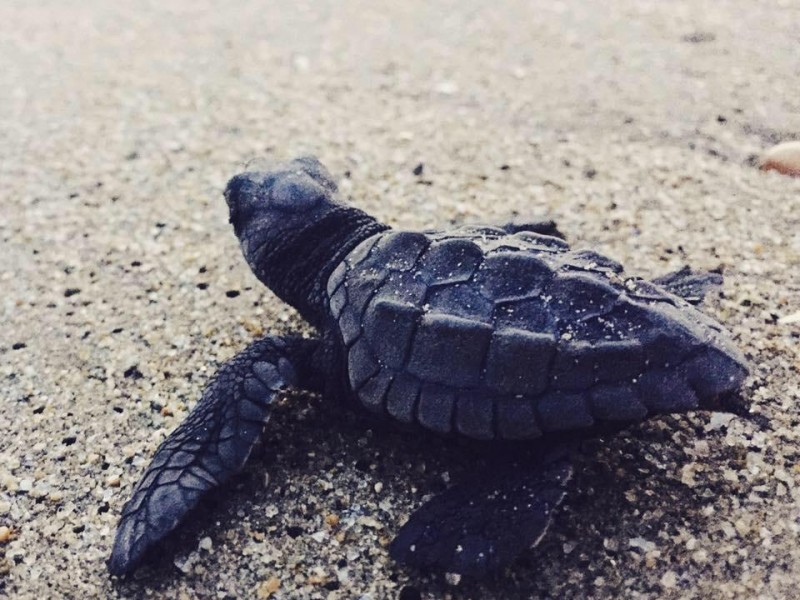 Cinco mil tortugas se liberan al día en Ixtapa-Zihuatanejo