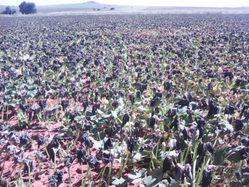 Cinco municipios presentan afectaciones a cultivos por heladas confirma Secampo