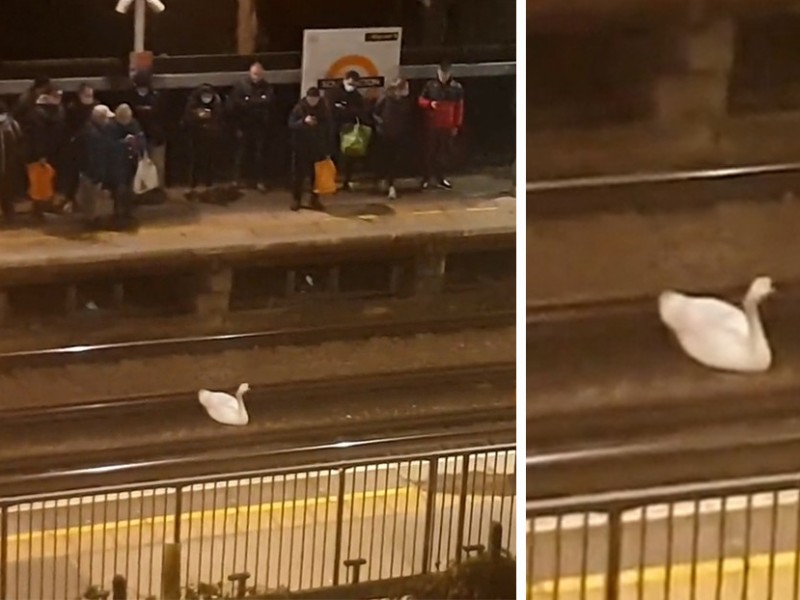 Cisne paraliza por casi dos horas el tren de Londres