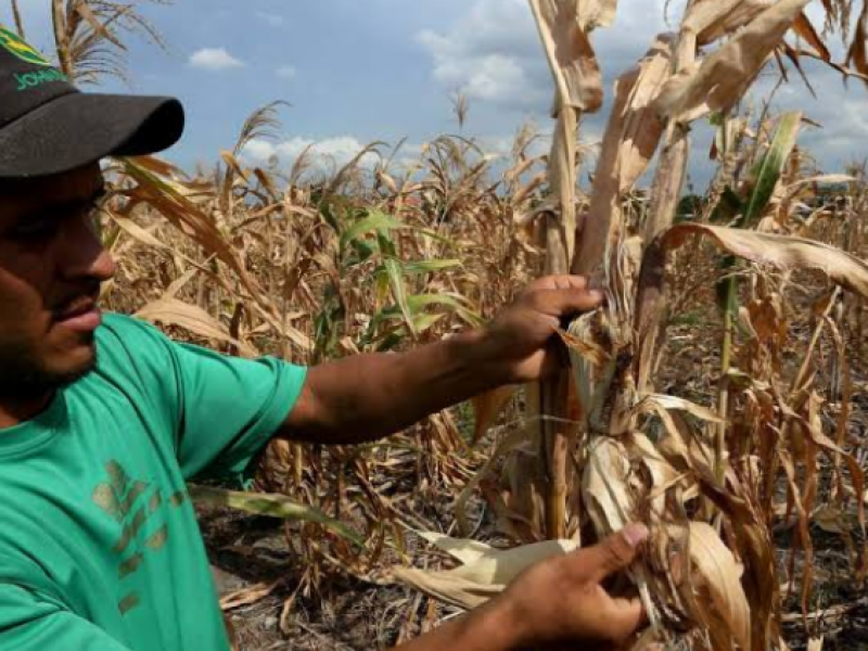 Cítricos y Maíz, cultivos afectados por sequía