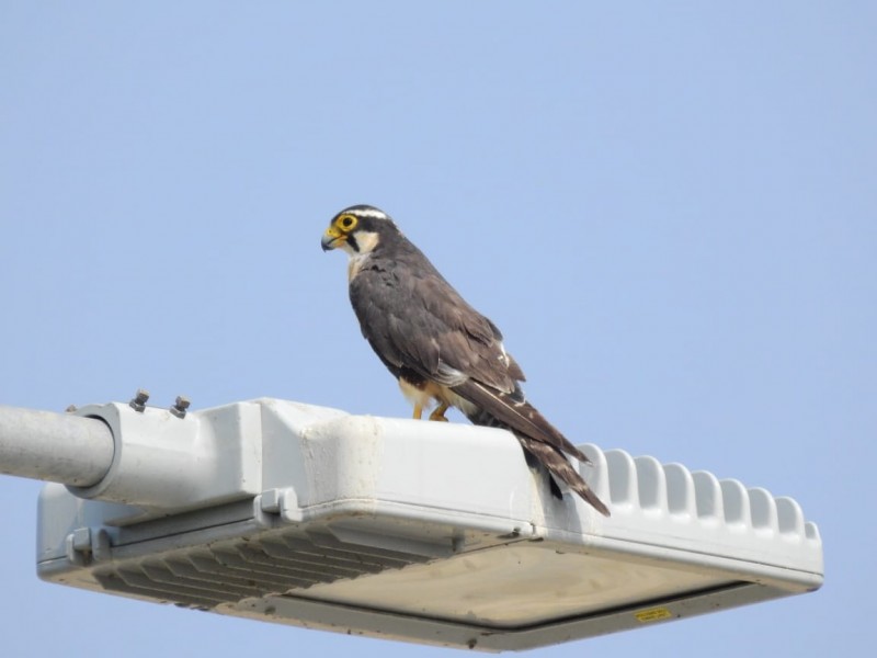 Ciudadanía desconoce el paso de aves migratorias