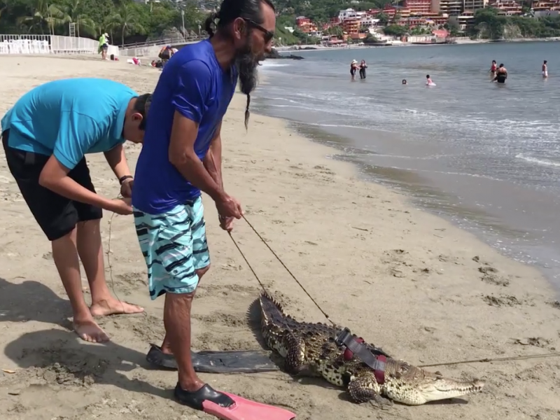Ciudadano atraviesa bahía de Zihuatanejo con un cocodrilo