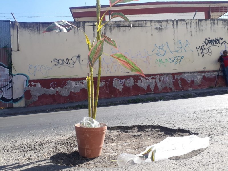 Ciudadanos de Tepic decoran bache con planta