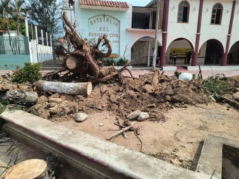 Ciudadanos denuncian por tala masiva de árboles para obra deportiva en ...