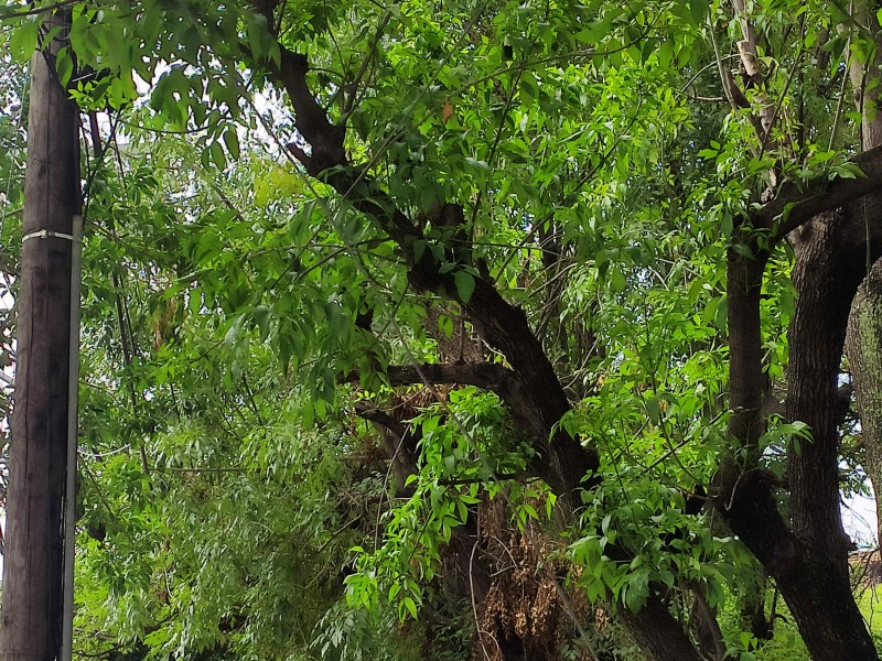 Ciudadanos evitan refugiarse en árboles por temor a un accidente