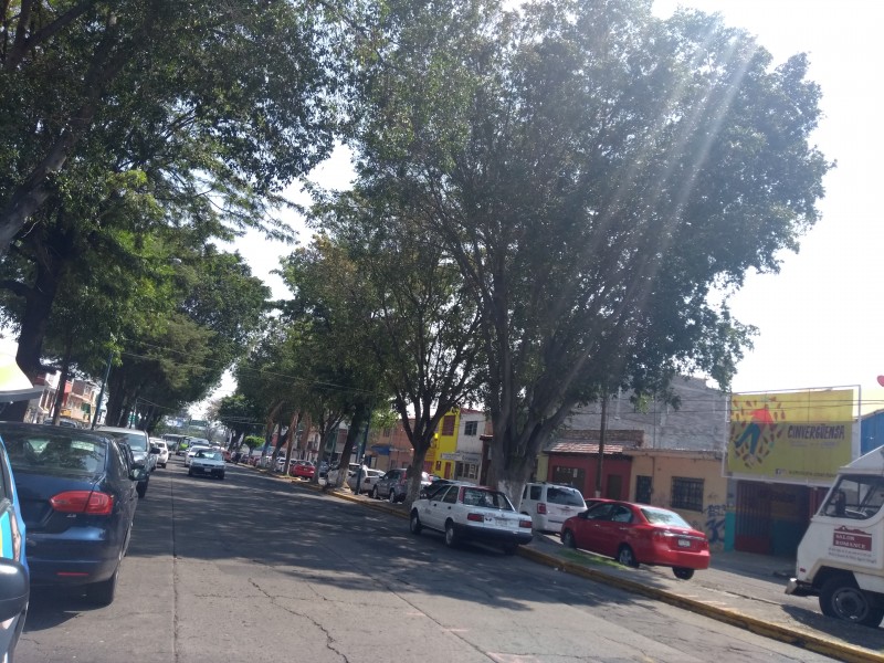 Ciudadanos principales encargados de prevenir caídas de árboles