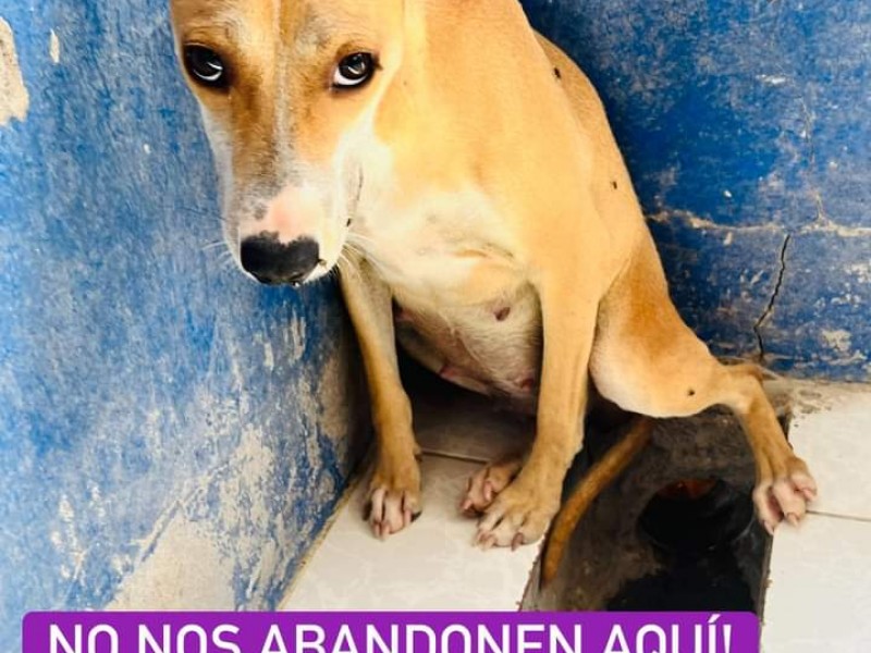 Ciudadanos promueven adopción de perros atrapados en Control Canino Torreón