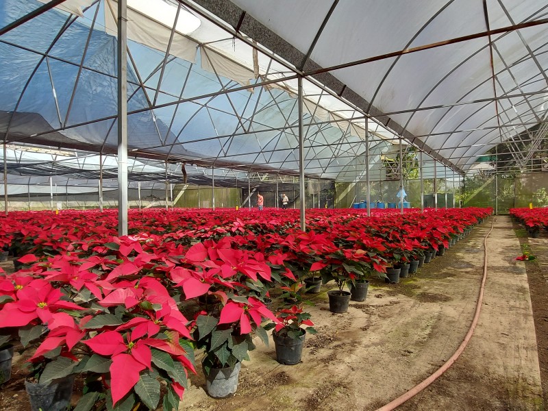 Ciudadanos roban plantas que adornan espacios públicos en Tepic