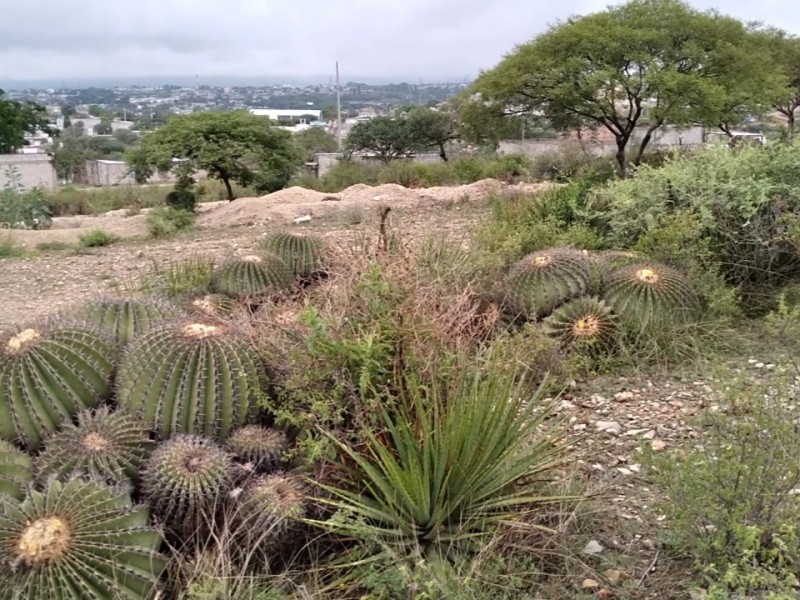 Clausuran predio en la reserva por remoción de 300 ejemplares