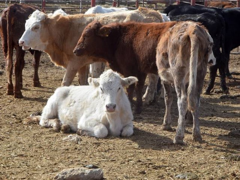 Clima frío representa riesgo para el ganado, llaman a prevenirse
