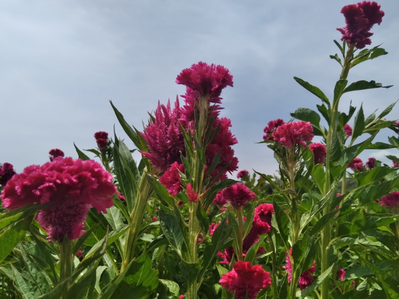 Clima mermó 50% producción de flor de muerto