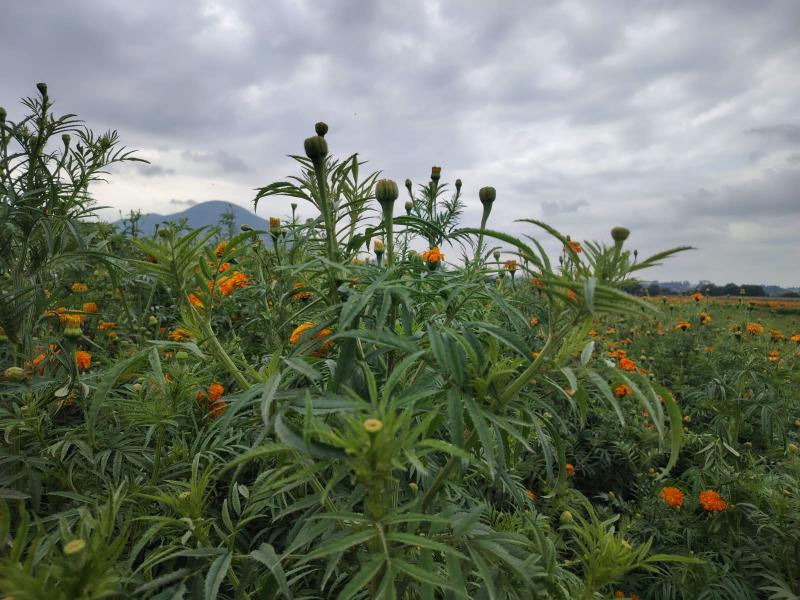 Clima retrasa crecimiento floral para Día de Muertos en Tenango del Valle