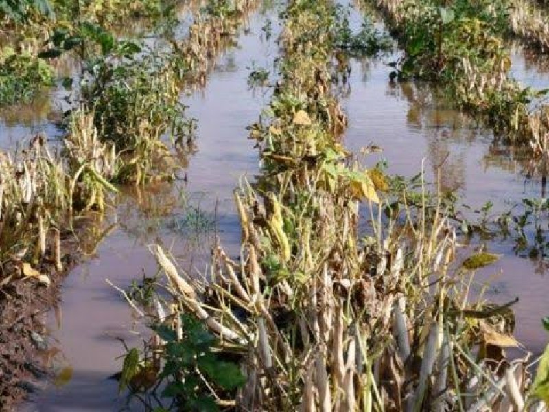 CNC pide declarar zona de desastre al campo nayarita